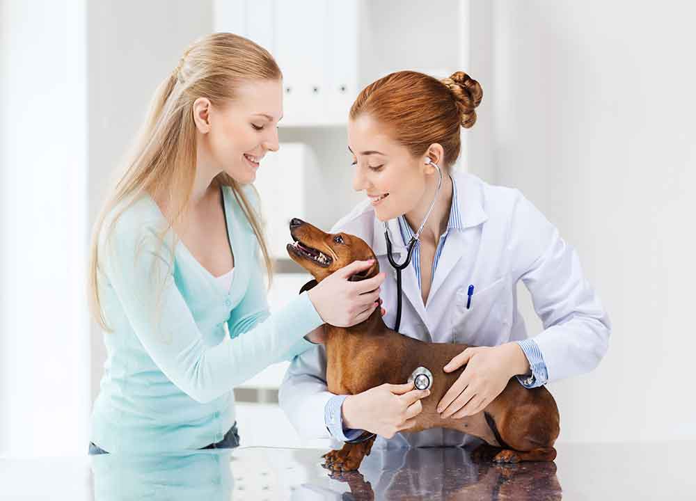 Pets and Pet Care